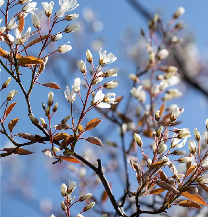 Felsenbirne 'Saskatoon Berry'®