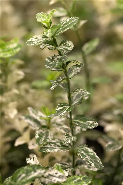 Euonymus fortunei 'Harlequin'