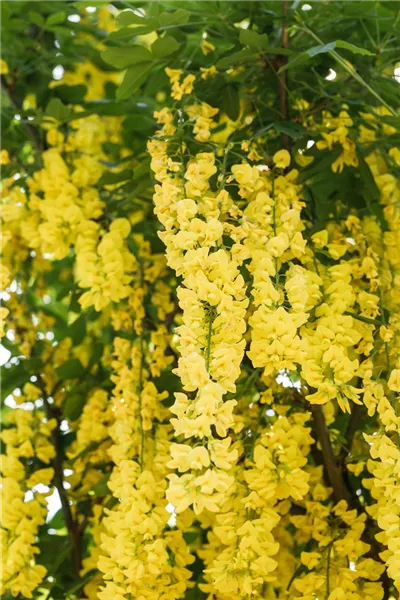 Laburnum watereri 'Vossii'