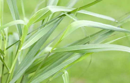 Panicum virgatum 'Hänse Herms'