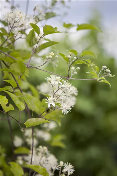 Clematis vitalba