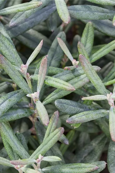 Andromeda polifolia 'Blue Ice'