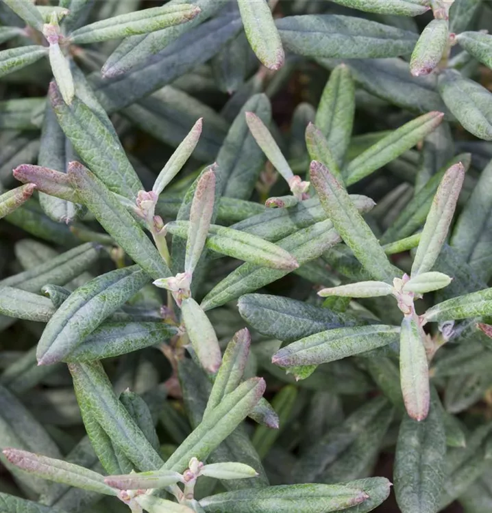 Andromeda polifolia 'Blue Ice'