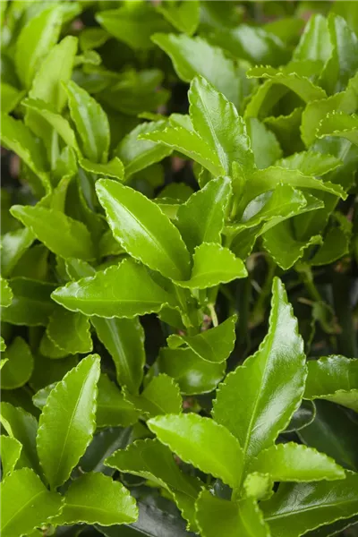 Euonymus fortunei radicans