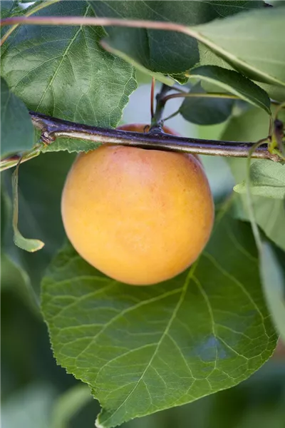 Prunus arm.'Goldrich' 