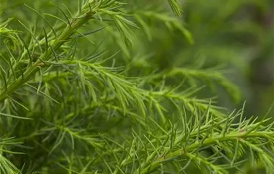 Cryptomeria japonica 'Elegans Viridis'