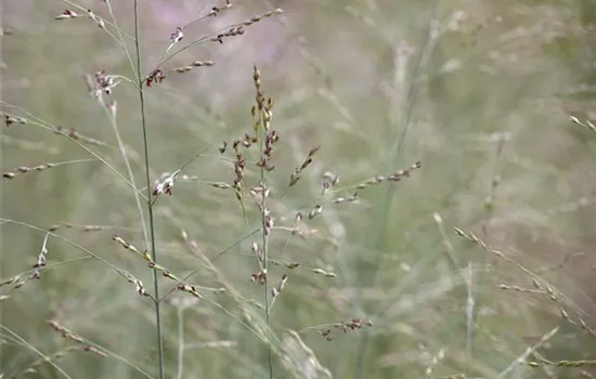 Panicum virgatum 'Prairie Sky'