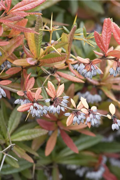 Berberis julianae