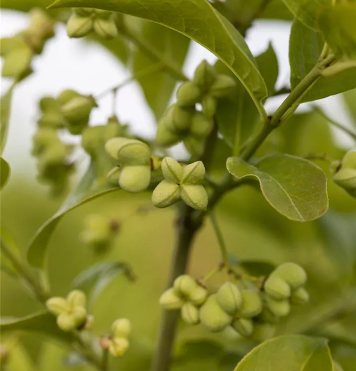 Euonymus planipes