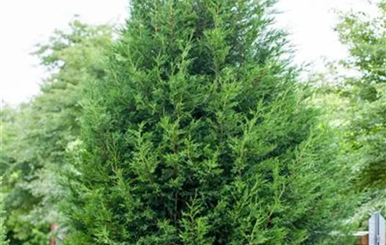 Cupressocyparis leylandii