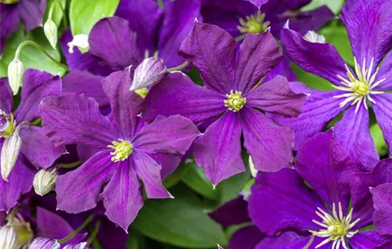 Clematis viticella 'Etoile Violette'