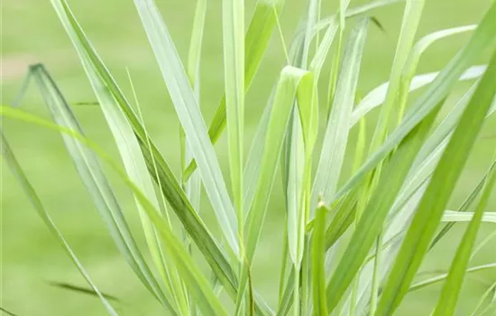 Panicum virgatum 'Rotstrahlbusch'