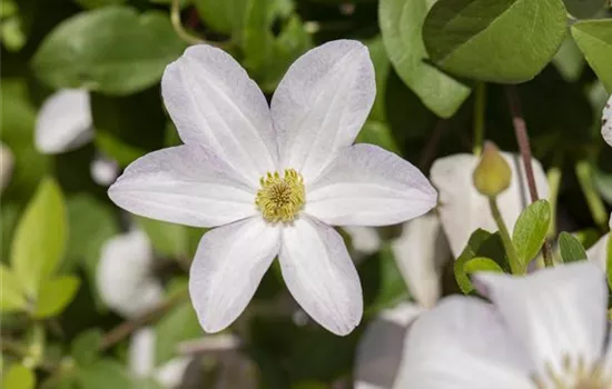 Clematis viticella 'Huldine'