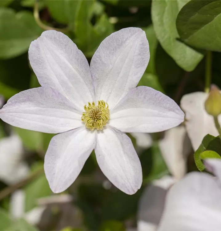 Clematis viticella 'Huldine'