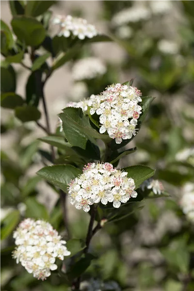 Aronia melanocarpa 'Hugin'