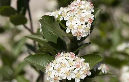 Aronia melanocarpa 'Hugin'