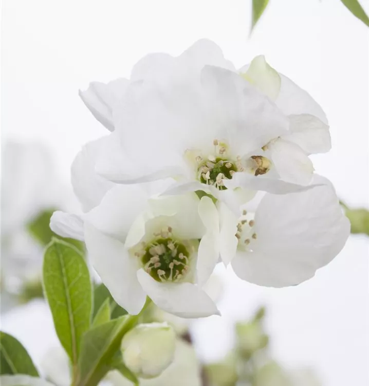 Exochorda racemosa 'Niagara'