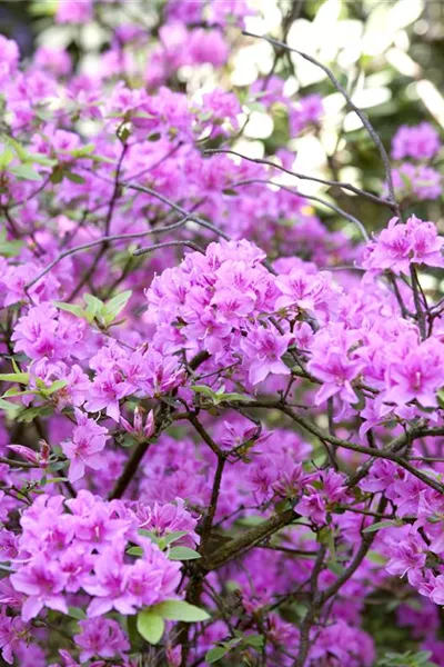 Rhododendron 'Praecox'