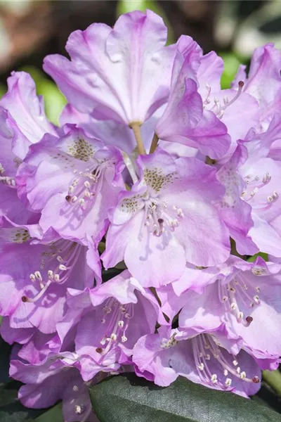 Rhododendron 'Snipe'