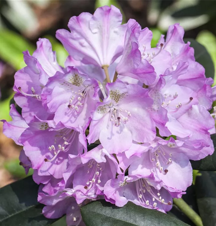 Rhododendron 'Snipe'