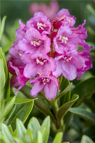 Rhododendron ferrugineum