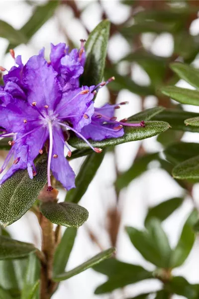 Rhododendron impeditum 'Azurika' 