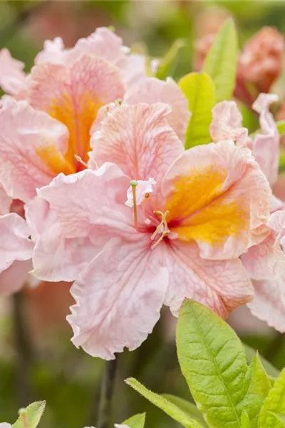 Rhododendron lut.'Berryrose' 