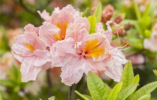 Rhododendron lut.'Berryrose' 