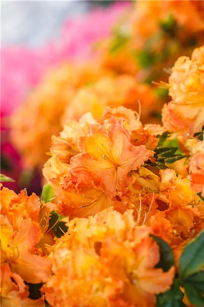 Rhododendron lut.'Gibraltar' 