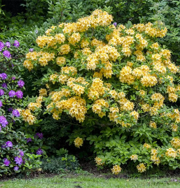 Rhododendron lut.'Goldpracht' 