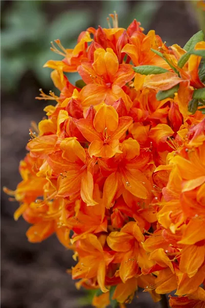 Rhododendron lut.'Klondyke' 