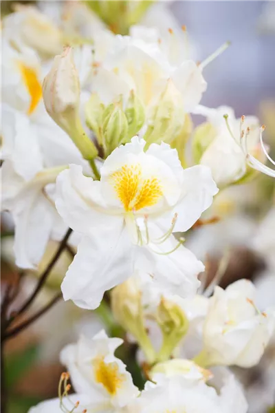 Rhododendron lut.'Schneegold' 