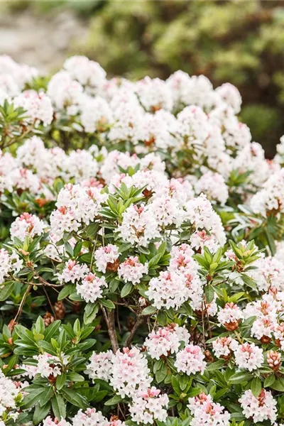 Rhododendron micranthum 'Bloombux'