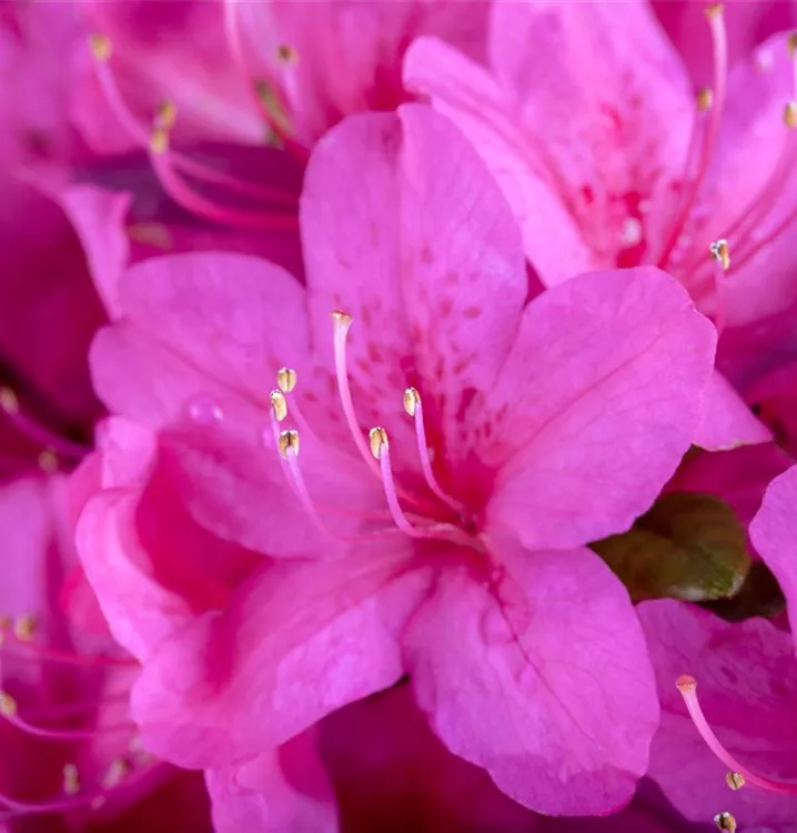 Rhododendron obt.'Diamant Purpur'