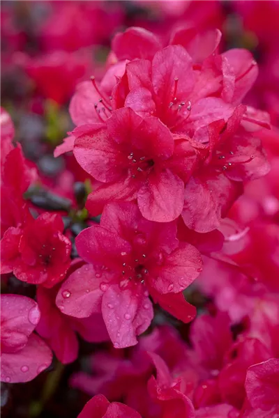 Rhododendron obt.'Diamant Rot'