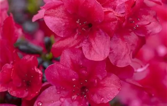 Rhododendron obt.'Diamant Rot'