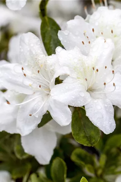 Rhododendron obt.'Diamant Weiß'