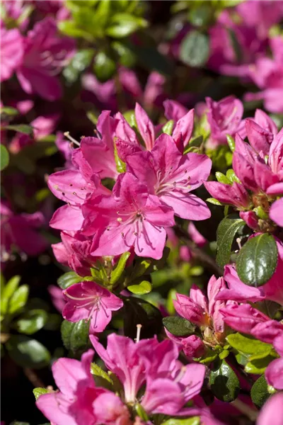 Rhododendron obt.'Kermesina' 