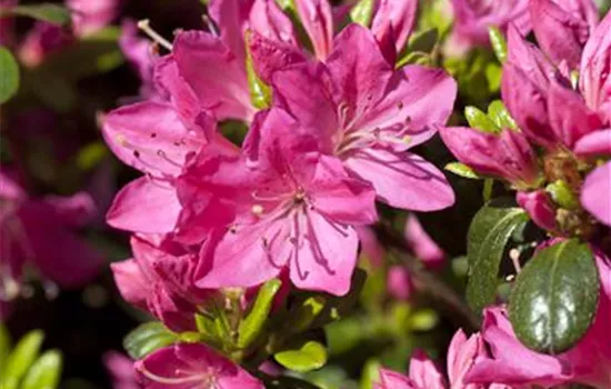 Rhododendron obt.'Kermesina' 