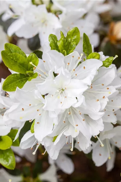 Rhododendron obt.'Kermesina Alba'