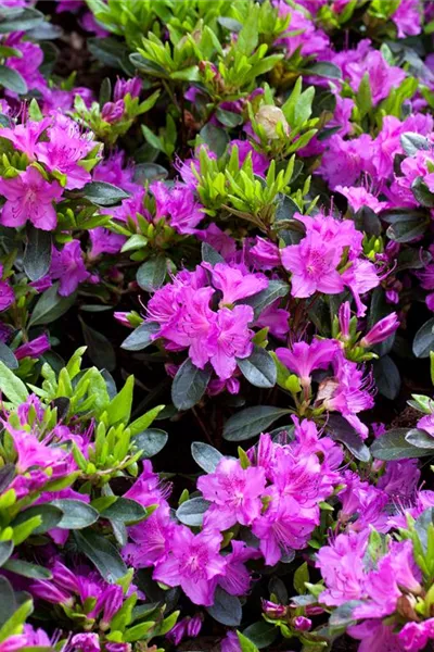 Rhododendron obt.'Königstein'