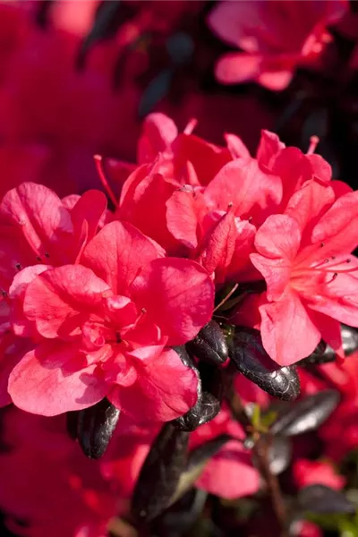 Rhododendron obt.'Maruschka'