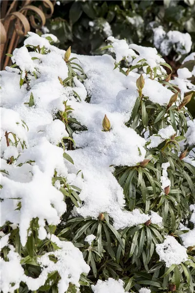 Rhododendron ponticum 'Graziella'