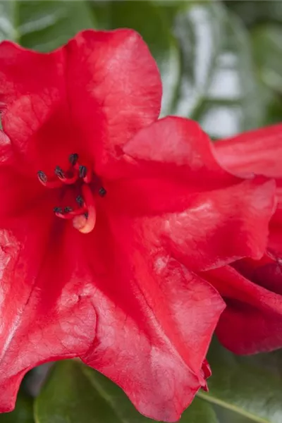 Rhododendron repens 'Scarlet Wonder' 