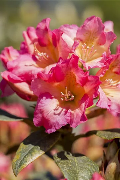 Rhododendron yak.'Barbarella'