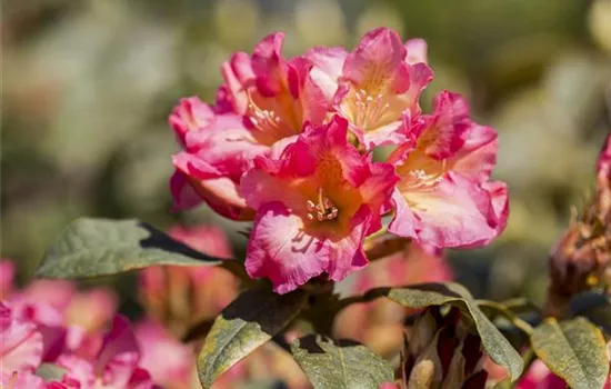 Rhododendron yak.'Barbarella'