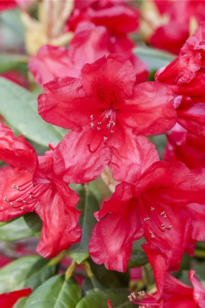 Rhododendron yak.'Bohlken's Roter Stern'