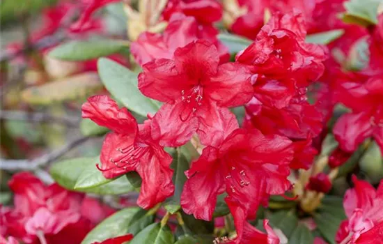 Rhododendron yak.'Bohlken's Roter Stern'