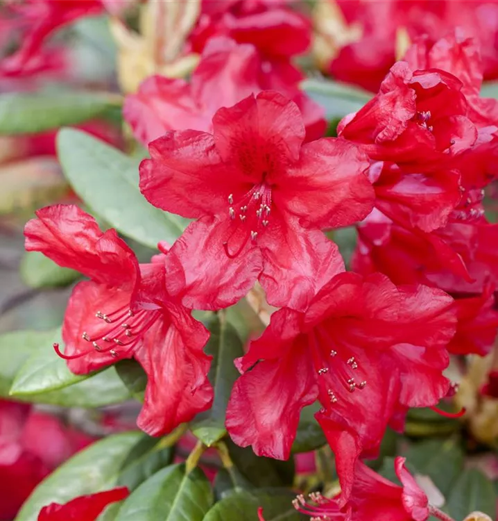 Rhododendron yak.'Bohlken's Roter Stern'