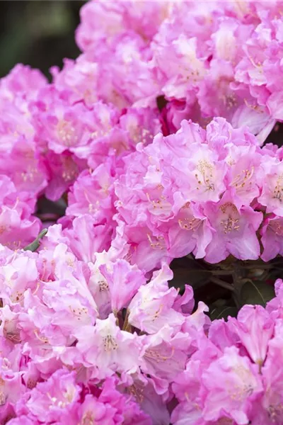 Rhododendron yak.'Kalinka' 